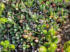 Corpuscularia lehmannii