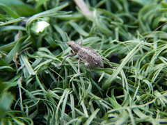 Charagmus gressorius