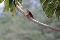 Coccyzus ferrugineus