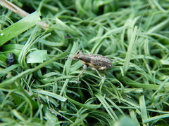 Charagmus gressorius