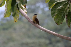Coccyzus ferrugineus