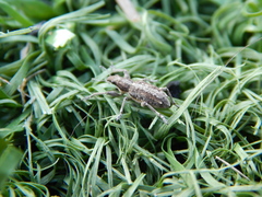 Charagmus gressorius