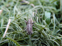 Charagmus gressorius