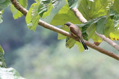 Coccyzus ferrugineus