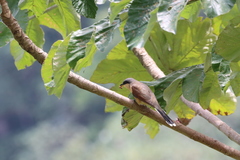 Coccyzus ferrugineus