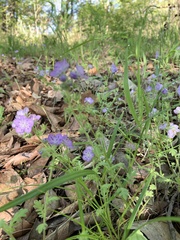 Phacelia hirsuta