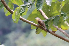 Coccyzus ferrugineus