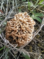 Morchella steppicola