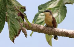 Coccyzus ferrugineus