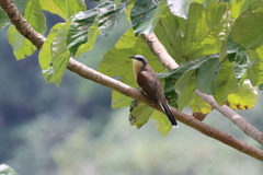 Coccyzus ferrugineus