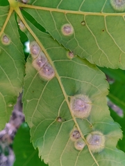 Phylloxera caryaefoliae image