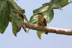 Coccyzus ferrugineus