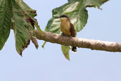 Coccyzus ferrugineus