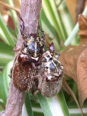 Polyphylla ragusae aliquoi