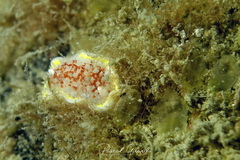 Diaphorodoris luteocincta