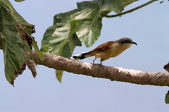 Coccyzus ferrugineus