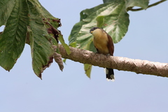 Coccyzus ferrugineus