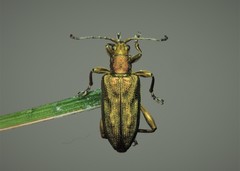 Donacia bicolora