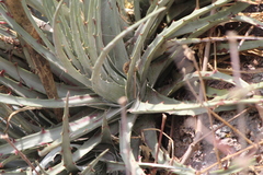 Hechtia podantha