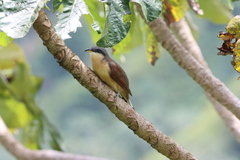 Coccyzus ferrugineus