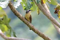 Coccyzus ferrugineus