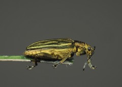 Donacia bicolora