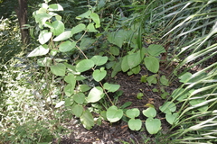 Angiospermae