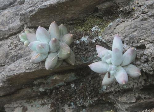 Pachyphytum compactum f. variegata 2