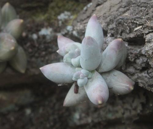 Pachyphytum compactum 3
