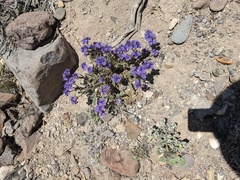 Phacelia crenulata ambigua