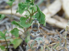 Heterostylum robustum