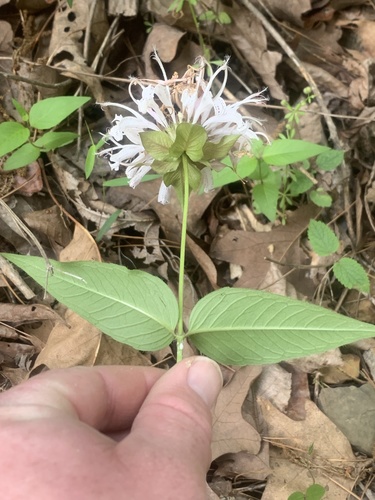 Eastern Beebalm