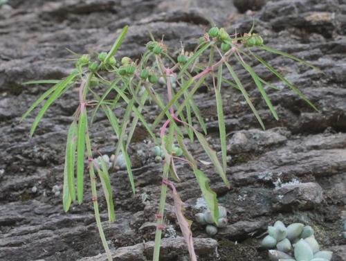 Euphorbia jaliscensis