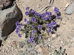 Phacelia crenulata ambigua