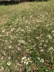 Acker-Schmalwand (Arabidopsis thaliana): Herkunft und Verwendung — Foto 3