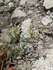 Astragalus serenoi