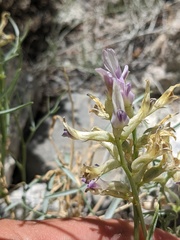 Astragalus serenoi