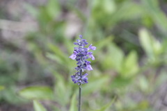 Salvia farinacea