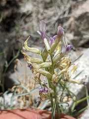 Astragalus serenoi