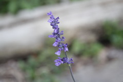 Salvia farinacea