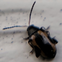 Phyllotreta striolata