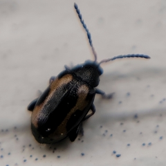 Phyllotreta striolata