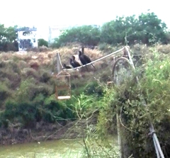 Nannopterum brasilianum mexicanum