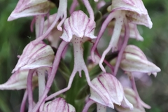 Orchis × bergonii