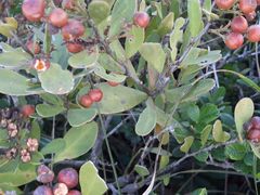 Gymnosporia elliptica