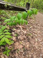 Polygonatum pubescens
