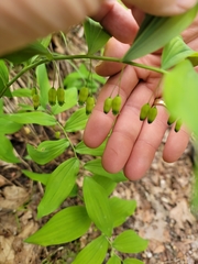Polygonatum pubescens