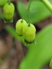 Polygonatum pubescens