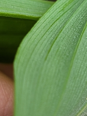Polygonatum pubescens