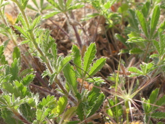 Potentilla pedata